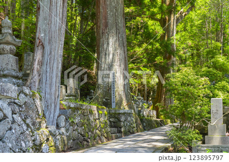 初夏の高野山　神聖な奥の院参道 123895797