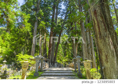 初夏の高野山 神聖な奥の院参道 中の橋 初夏の高野山 神聖な奥の院参道 中の橋 123895803