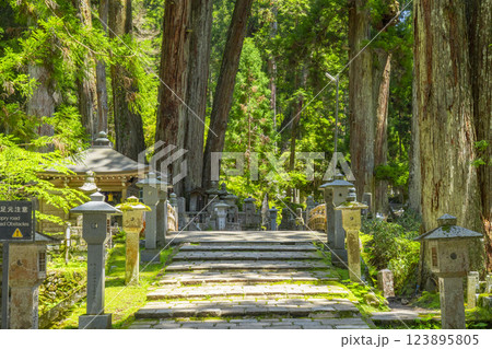 初夏の高野山　神聖な奥の院参道 123895805