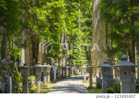 初夏の高野山　神聖な奥の院参道 123895807