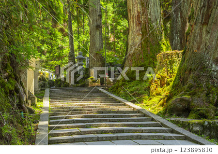 初夏の高野山 神聖な奥の院参道 初夏の高野山 神聖な奥の院参道 123895810