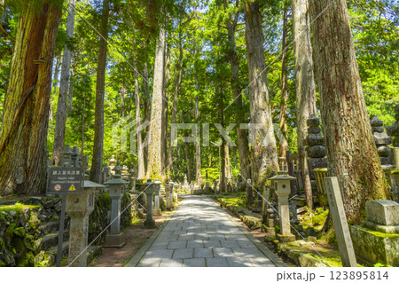 初夏の高野山　神聖な奥の院参道 123895814