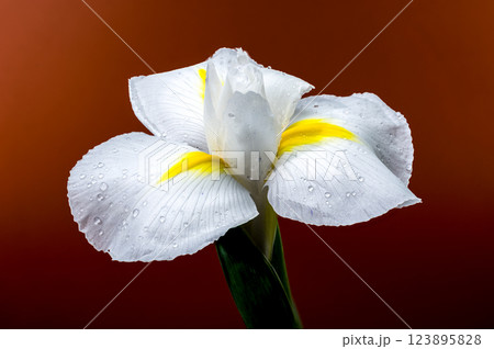 White Iris Hollandica Alaska Flower on red background White Iris Hollandica Alaska Flower on red background 123895828
