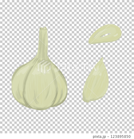 大蒜手繪插圖 123895850