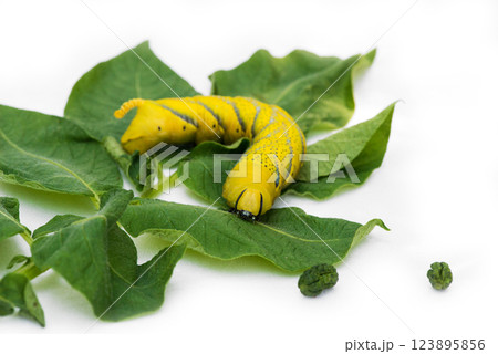African death's head hawkmoth (Acherontia atropos), a butterfly caterpillar crawling on a green leafes.Selective focus. African death's head hawkmoth (Acherontia atropos), a butterfly caterpillar crawling on a green leafes.Selective focus. 123895856
