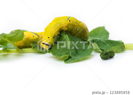 African death's head hawkmoth (Acherontia atropos), a butterfly caterpillar crawling on a green leafes.Selective focus. African death's head hawkmoth (Acherontia atropos), a butterfly caterpillar crawling on a green leafes.Selective focus. 123895858