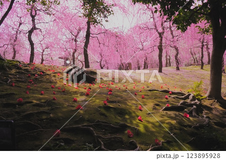 京都　城南宮のしだれ梅と椿 123895928