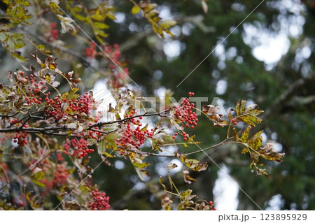 秋の赤い実　ナナカマド 123895929