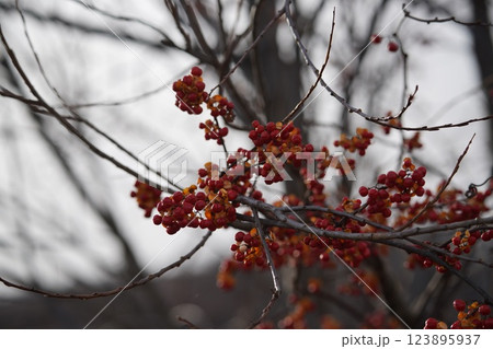 冬空に弾けるのツルウメモドキの実 123895937