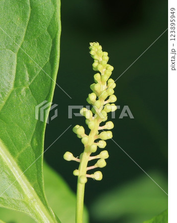 ヨウシュヤマゴボウの花芽 123895949