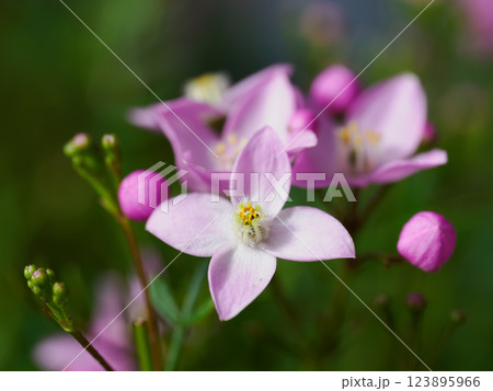 かわいいピンクのボロニア・ピンナタ 123895966