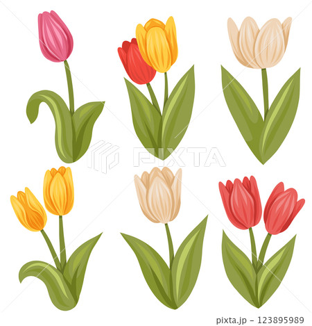 Vector spring set of colorful tulips isolated from background. Collection of flat hand drawn blooming flowers Vector spring set of colorful tulips isolated from background. Collection of flat hand drawn blooming flowers 123895989
