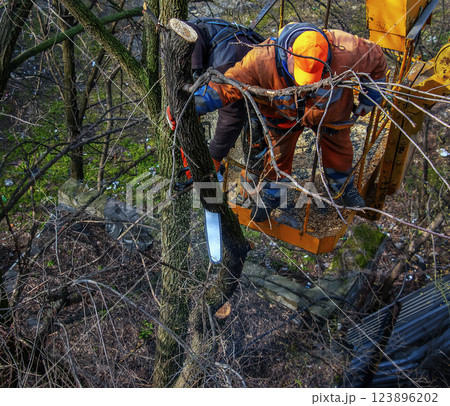 Municipal service workers stand with a chainsaw in a crane basket and trim dangerous trees Municipal service workers stand with a chainsaw in a crane basket and trim dangerous trees 123896202