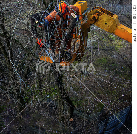 Municipal service workers stand with a chainsaw in a crane basket and trim dangerous trees 123896203