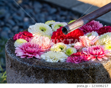 1月の季節の花に彩られた美しい花手水 123896217