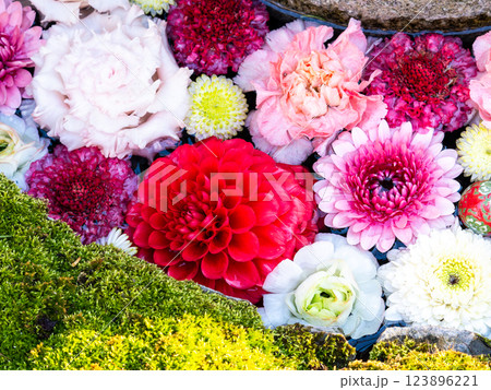 1月の季節の花に彩られた美しい花手水 123896221
