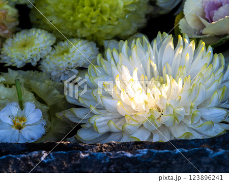 1月の季節の花に彩られた美しい花手水 123896241