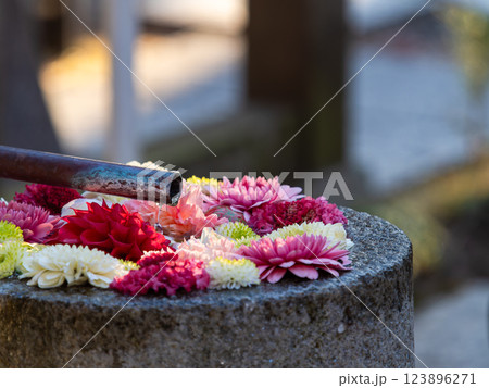 1月の季節の花に彩られた美しい花手水 1月の季節の花に彩られた美しい花手水 123896271