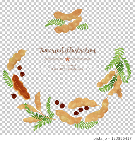 Tamarind hand drawn illustration/circle 123896417