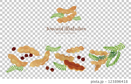 Tamarind hand-drawn illustration / wide 123896418