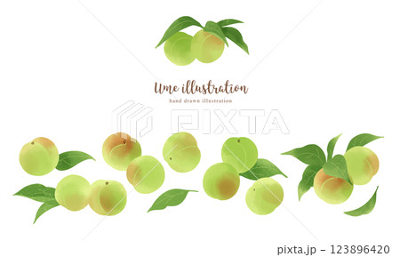 青梅の手描きイラスト/ワイド 123896420