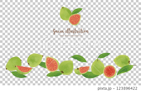 番石榴手繪插畫/寬 番石榴手繪插畫/寬 123896422