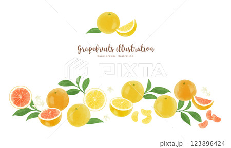 いろいろなグレープフルーツの手描きイラスト/ワイド 123896424