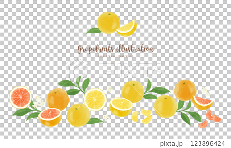 いろいろなグレープフルーツの手描きイラスト/ワイド 123896424