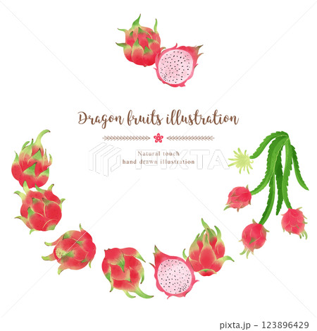 ドラゴンフルーツの手描きイラスト/サークル 123896429