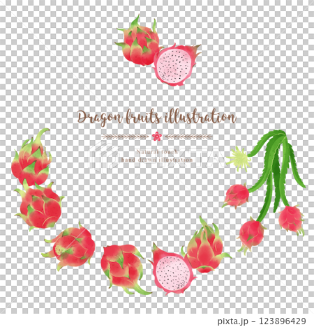 ドラゴンフルーツの手描きイラスト/サークル 123896429