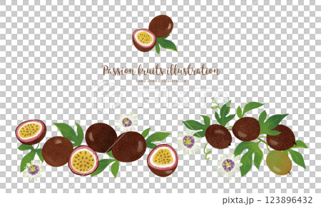 Hand-drawn illustration of passion fruit / wide 123896432