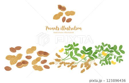 ピーナッツの手描きイラスト/ワイド 123896436