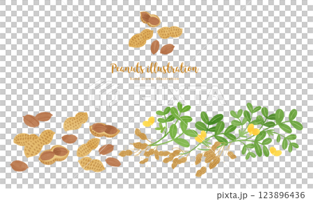 ピーナッツの手描きイラスト/ワイド 123896436