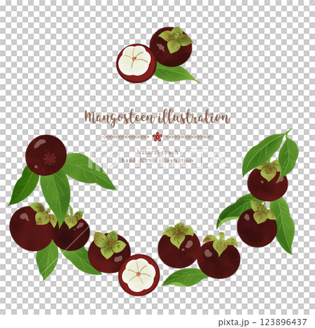 Mangosteen hand drawn illustration/circle Mangosteen hand drawn illustration/circle 123896437