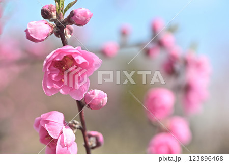 桃の花 123896468
