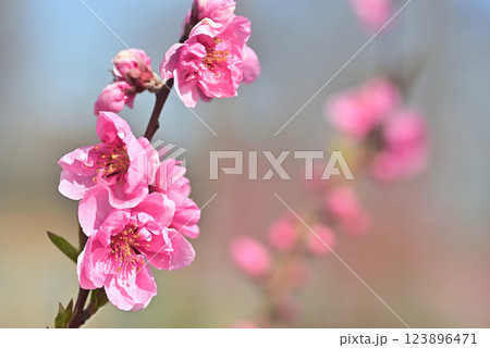 桃の花 123896471