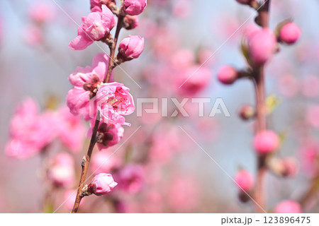 桃の花 桃の花 123896475
