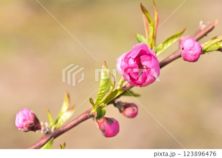 桃の花 桃の花 123896476