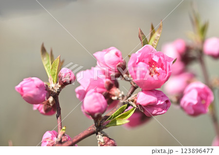 桃の花 桃の花 123896477