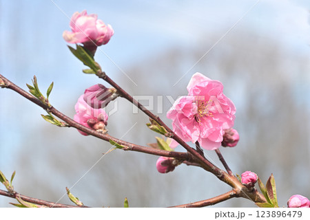 桃の花 123896479