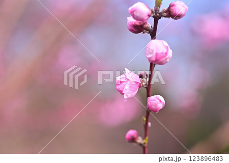 桃の花 123896483