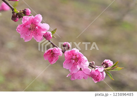 桃の花 123896485