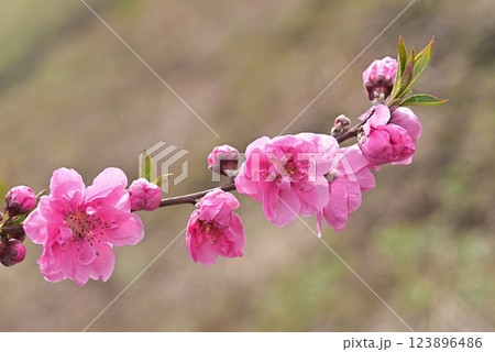 桃の花 123896486