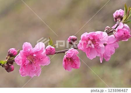桃の花 桃の花 123896487