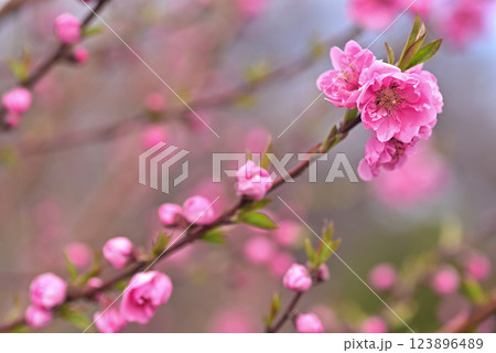 桃の花 桃の花 123896489