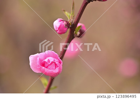 桃の花 123896495