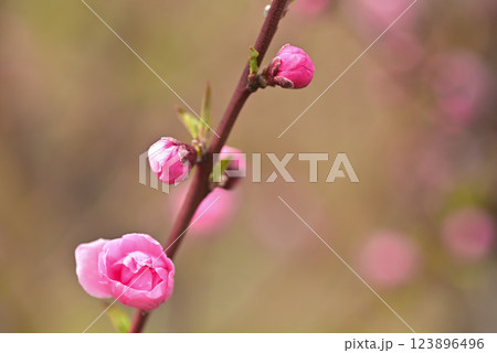 桃の花 桃の花 123896496