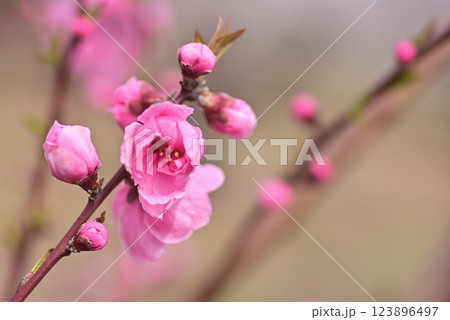 桃の花 123896497