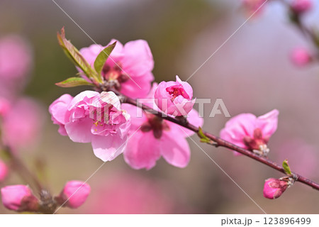 桃の花 123896499
