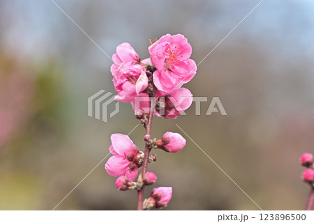 桃の花 123896500